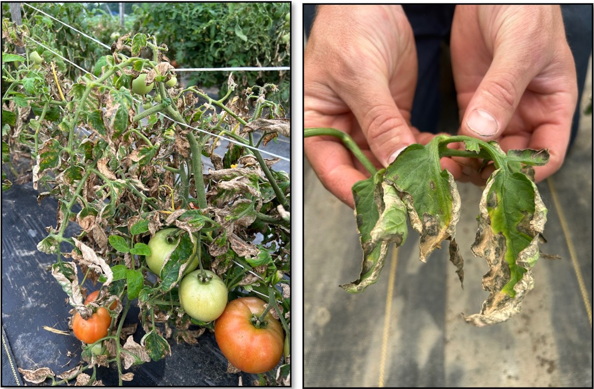 Cupped and burnt edges of leaves of a tomato plant due to severe boron toxicity.